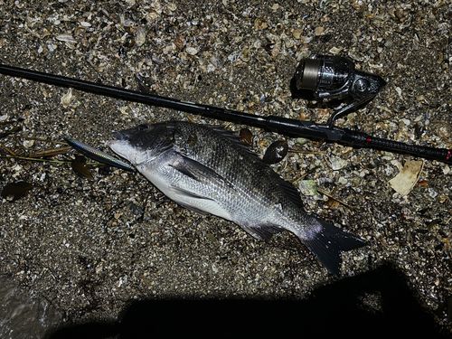 チヌの釣果