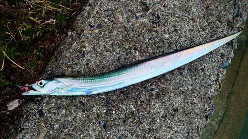 タチウオの釣果