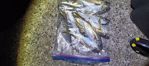 マアジの釣果