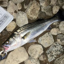 セイゴ（マルスズキ）