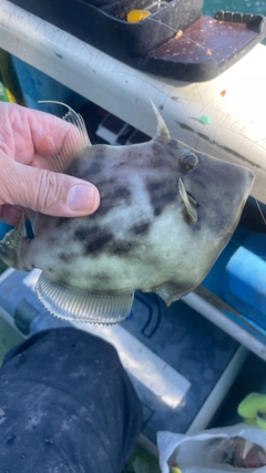 カワハギの釣果