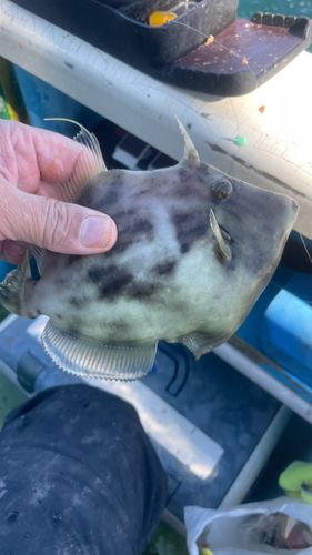 カワハギの釣果