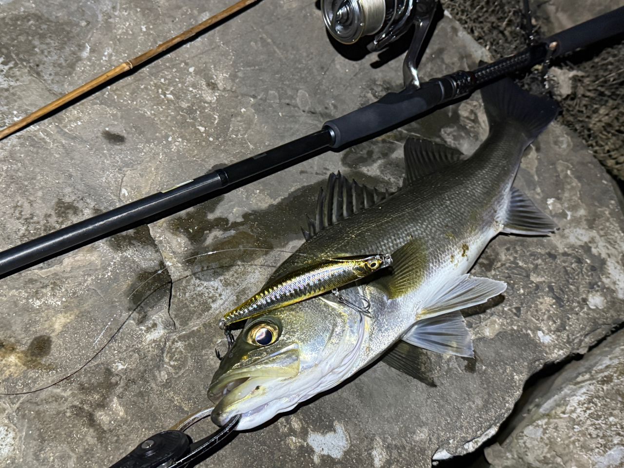 AbuGarcia エラディケーターエクストリームの最安値・インプレ・釣果