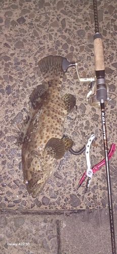 チャイロマルハタの釣果