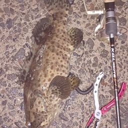 チャイロマルハタ