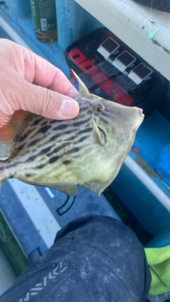 カワハギの釣果