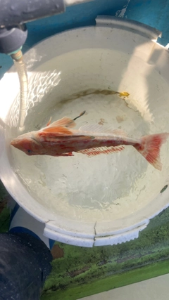 ホウボウの釣果