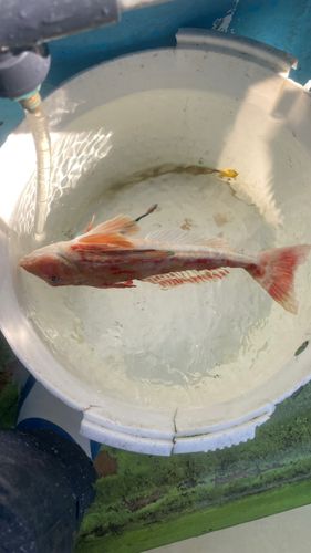 ホウボウの釣果