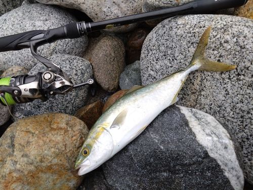 ツバイソの釣果