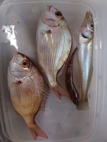 小名浜港市場前