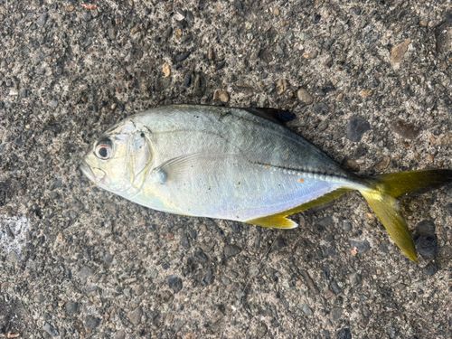 熱海港海釣り施設