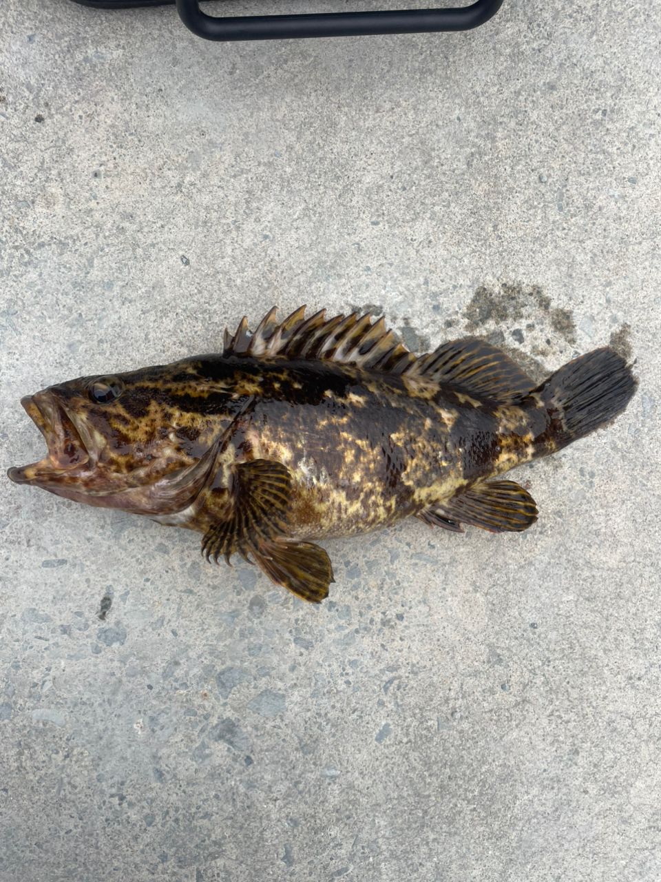 タケノコメバル