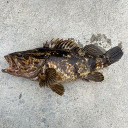 タケノコメバル