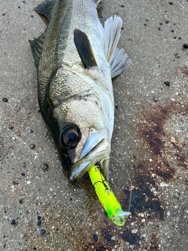 シーバスの釣果