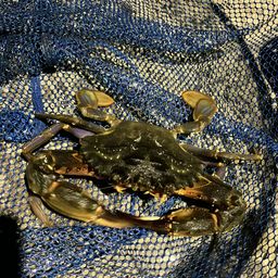 セイゴ（マルスズキ）