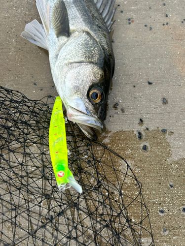 シーバスの釣果