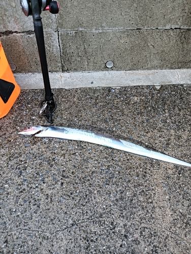 タチウオの釣果