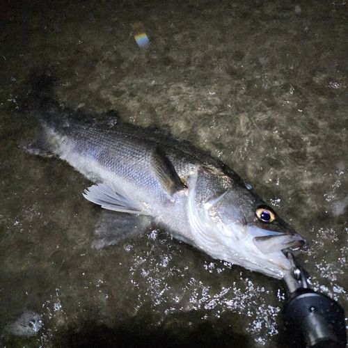 マルスズキの釣果
