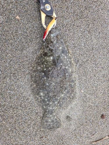 ヒラメの釣果
