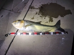スズキの釣果