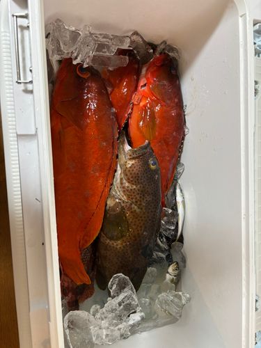 アカハタの釣果