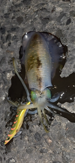 アオリイカの釣果