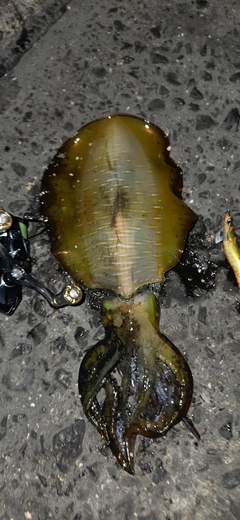 アオリイカの釣果