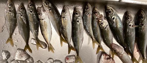 福岡市海づり公園