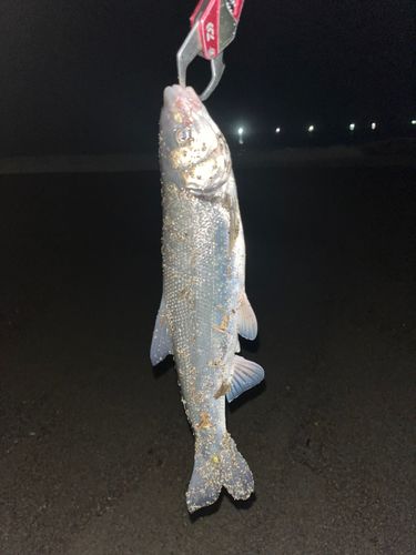 ウグイの釣果