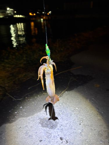 マメイカの釣果