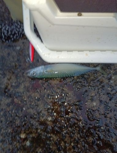 サバの釣果