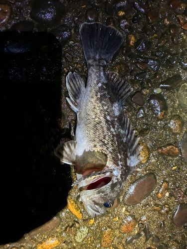 クロソイの釣果