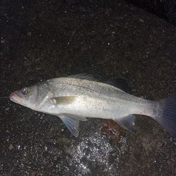 セイゴ（ヒラスズキ）