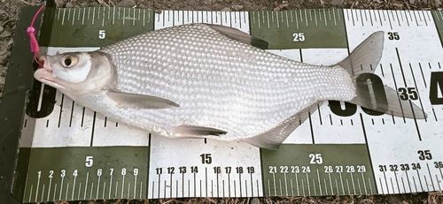 アメリカナマズの釣果