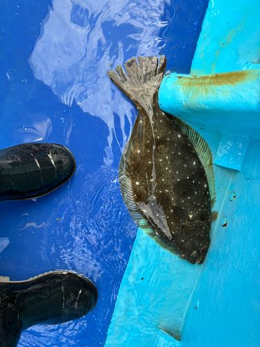ヒラメの釣果