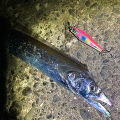 タチウオの釣果