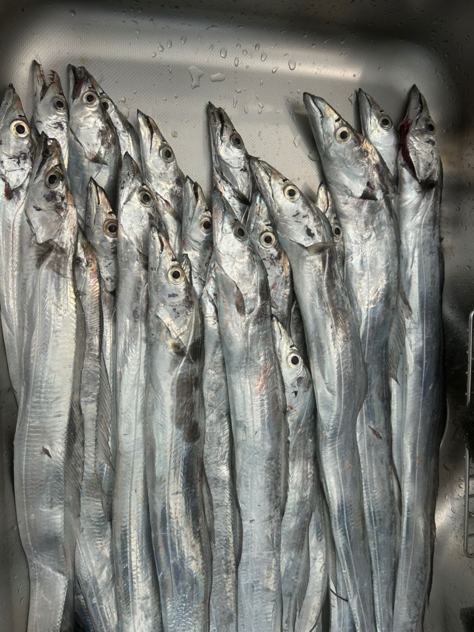 潮潮 さんの 2025年11月08日のタチウオの釣り・釣果情報(和歌山県