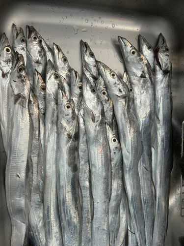 タチウオの釣果