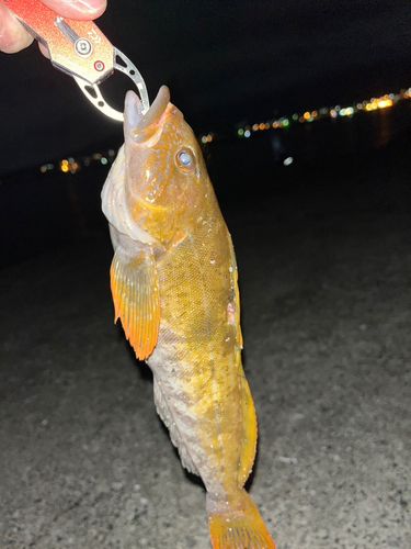 アブラコの釣果