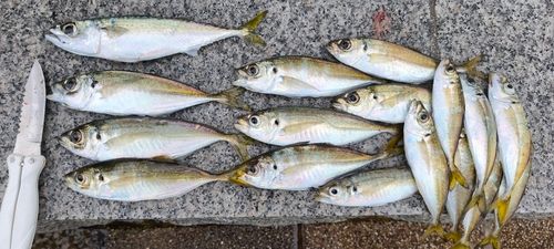 アジの釣果