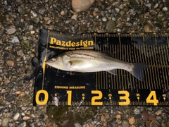 セイゴ（マルスズキ）の釣果