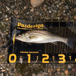 セイゴ（マルスズキ）