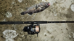 クロソイの釣果