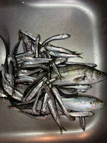 東京ゲートブリッジ付近