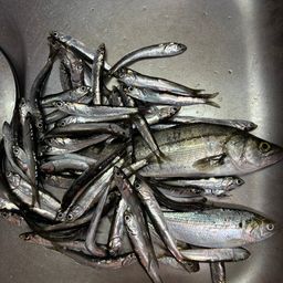 カタクチイワシ