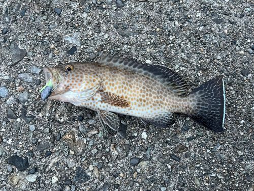 オオモンハタの釣果