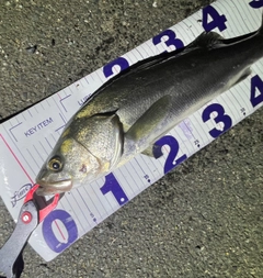 フッコ（マルスズキ）の釣果