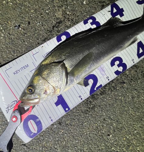 フッコ（マルスズキ）の釣果