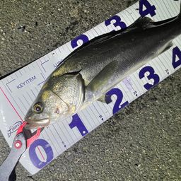 フッコ（マルスズキ）