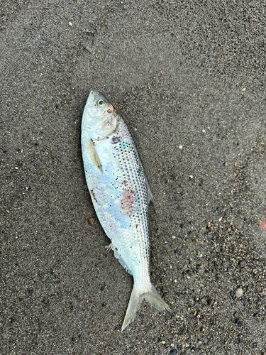 コノシロの釣果